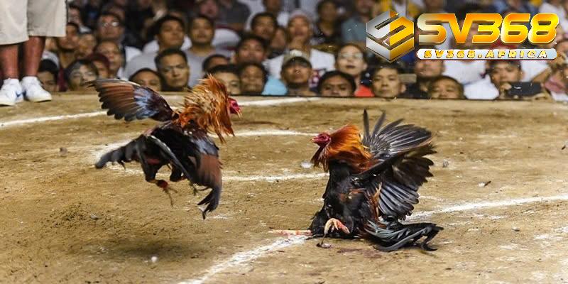 Những điểm nổi bật của Đá gà Thomo tại nhà cái
