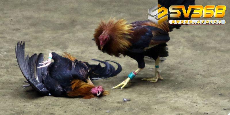 Tham gia cá cược đá gà cựa sắt kê thủ cần lưu ý gì?