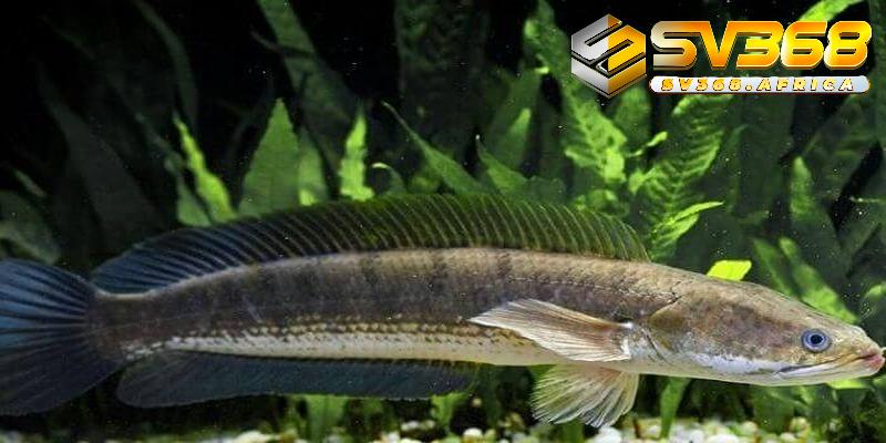Giải mã các trường hợp mơ thấy cá lóc phổ biến