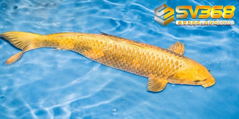 Mơ thấy cá chép và những con số may mắn trong cá cược xổ số