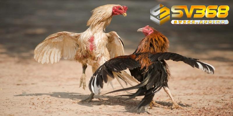 Điểm danh những cửa cược Đá gà Campuchia phổ biến tại nhà cái