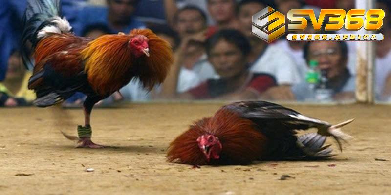 Hướng dẫn kê thủ cách tham gia cá cược đá gà cựa sắt tại nhà cái