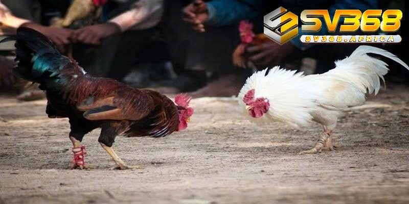 Bí quyết giúp bạn tham gia cá cược Đá gà Thomo dễ thắng
