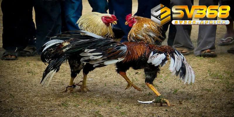 Tại sao bộ môn đá gà cựa sắt tại nhà cái lại được ưa chuộng?