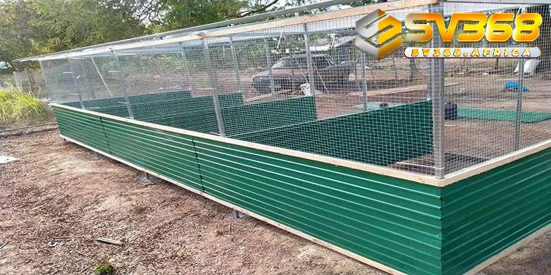 Tầm quan trọng của chuồng bay trong huấn luyện gà đá