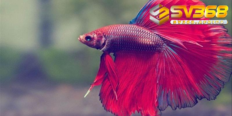 Bí quyết tận dụng giấc mơ cá chép để tăng vận may khi cá cược