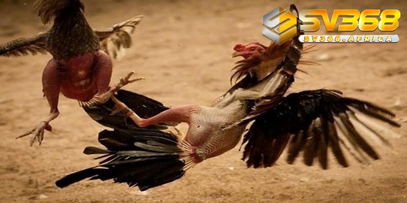 Tìm hiểu luật chơi Đá gà Thomo tại nhà cái